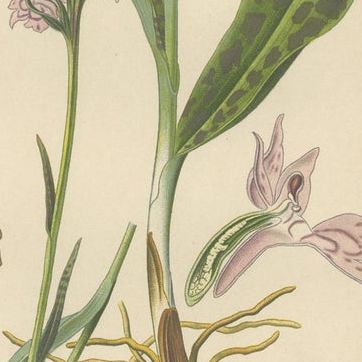 Orchids of Germany and Adjacent Regions: A Visual Archive, 1904, close-up 2
