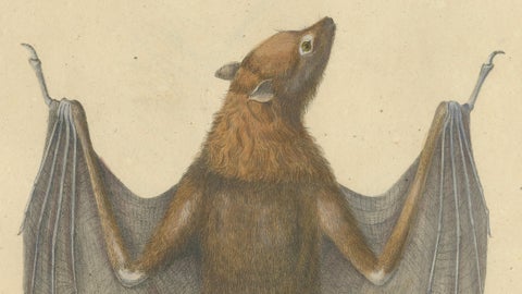 Antique Flying Fox Bat Lithograph by Karl Joseph Brodtmann, 1816, close-up 4