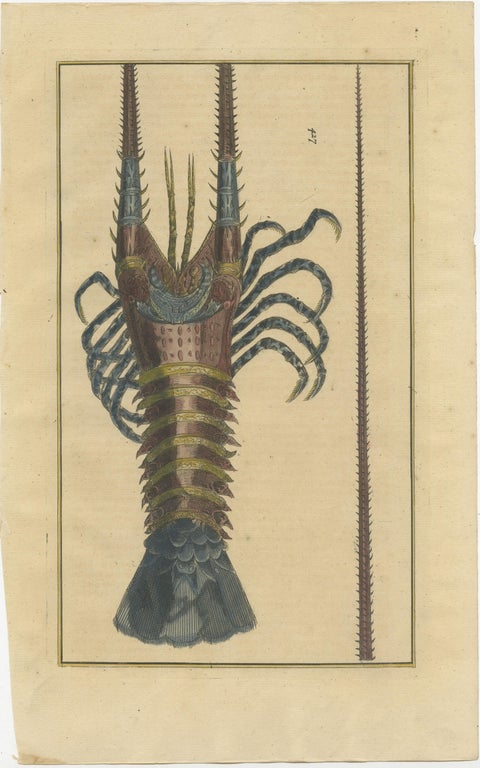 Colored Antique Engraving of a Lobster, 1726, view 2