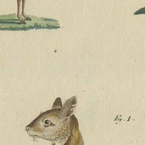 Antique Handcolored Engraving of Chevrotains and Small Deer, c.180, close-up 5