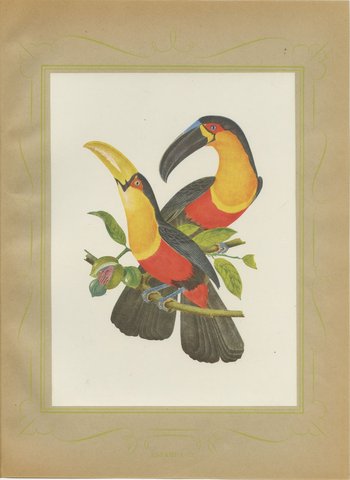 Toucans, Brazilian Bird Print, Descourtilz, 1944, view 2