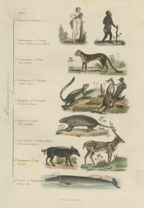Interesting and Decorative Antique Print of Various Mammals and Humans, 1854, close-up 1