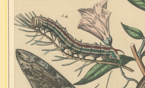 1863 Hand-Colored Lithograph of European Hawk Moths and Caterpillars, close-up 3