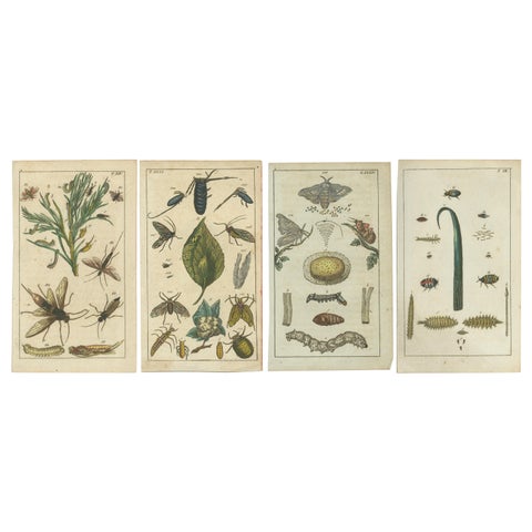 Exquisite Antique Natural History Prints: Insects, Larvae, and Life Cycles, 1832