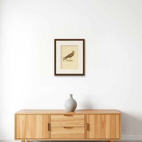 Antique Bird Print of the Pallid Harrier by Von Wright '1929', shown framed on a wall