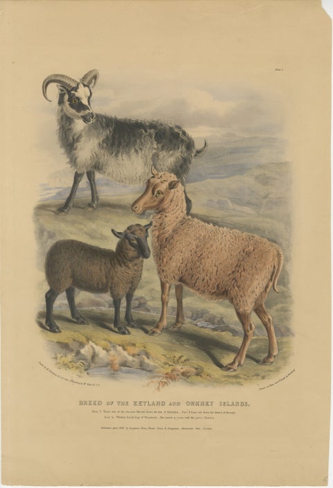 Old Lithograph of Ewe, Ram and Lamb of the Zetland and Orkney Islands - 1842, view 2