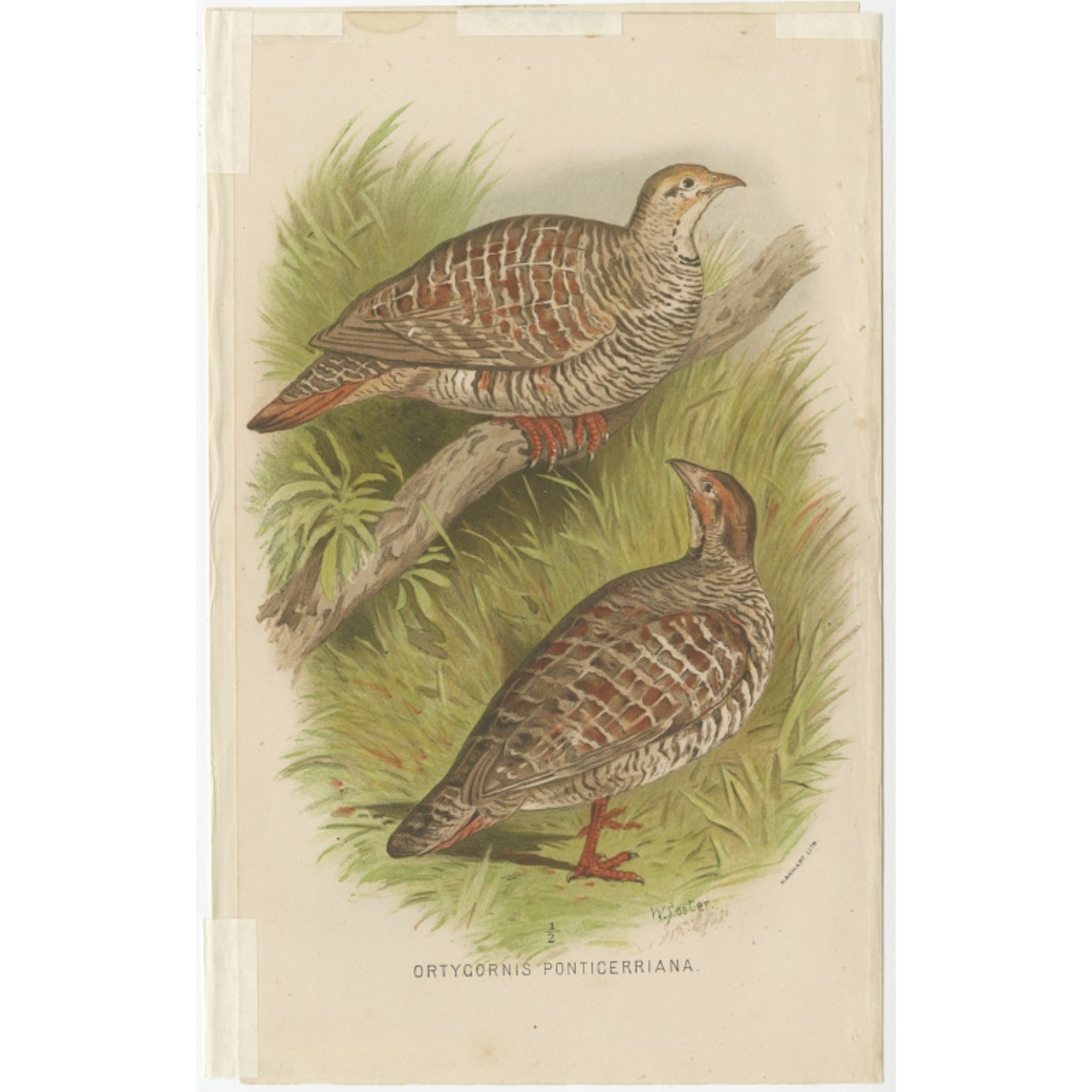 Antique Bird Print of the Grey Partridge by Hume & Marshall, 1879