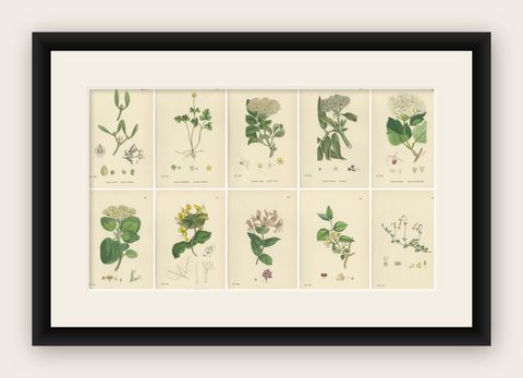 Set of 10 Antique Botanical Prints, English Botany 1902, British Wild Flowers, shown framed
