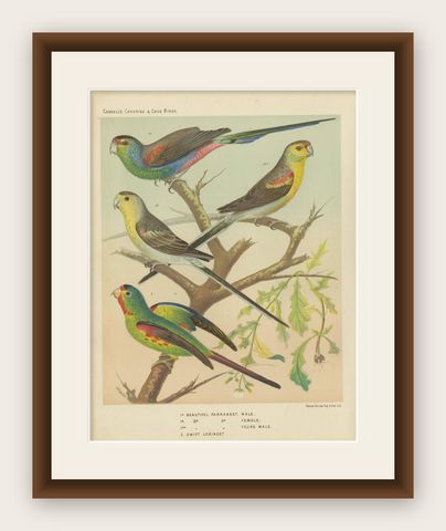 Antique Bird Print of the Beautiful Parakeet, Swift Parrot, circa 1880, shown framed