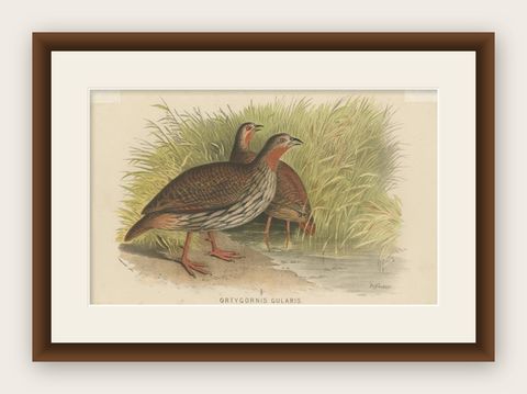 Antique Bird Print of The Swamp Partridge by Hume & Marshall, 1879, shown framed
