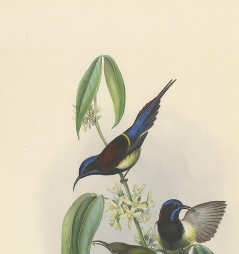 Antique Bird Print of the Black-Breasted Sunbird by Gould, circa 1850, view 3