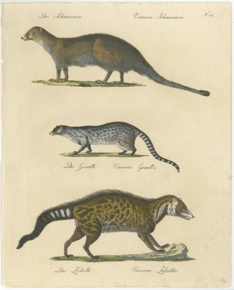 Egyptian Mongoose, Genet & Civet, Brodtmann Natural History Lithograph, 1816, view 2