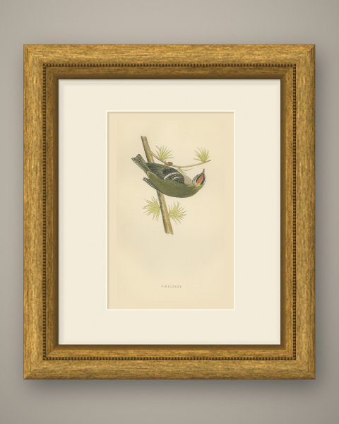 Firecrest Hanging Upside Down from a Conifer Twig, Bird Print, Morris, 1896, shown framed