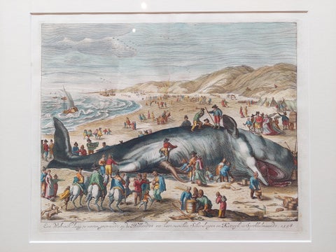 Antique Print of a Beached Whale by Van der Gouwen 'c.1680', view 2