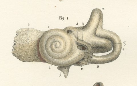 The Bony Labyrinth and Cochlea, Antique Hirschfeld Anatomy Print, 1866, view 5