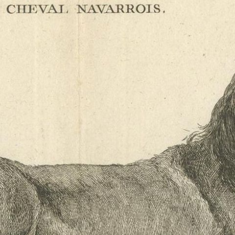 Antique Print of a Navarrin Horse by Fessard, 1819, close-up 1