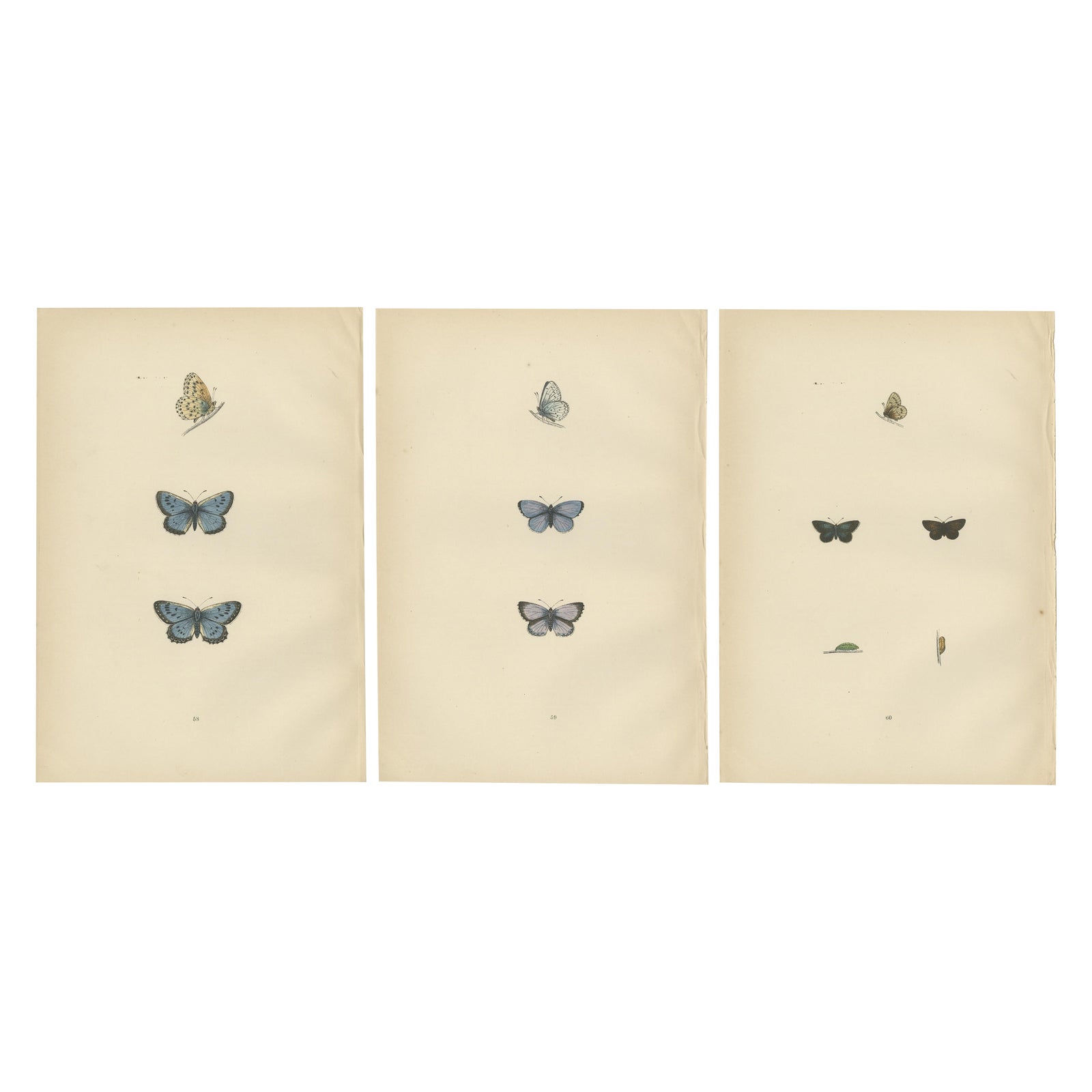 Winged Jewels of the Victorian Era: Hand-Colored Butterfly Masterpieces, 1890