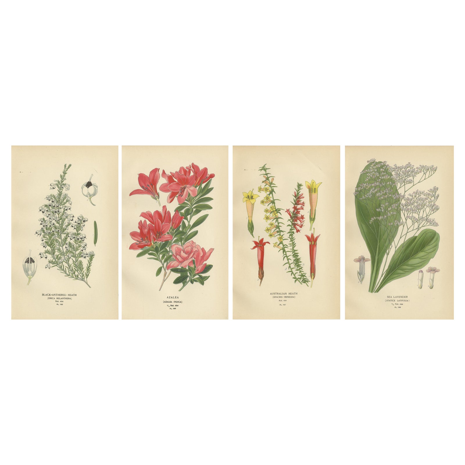 1897 Antique Botanical Prints, Azalea, Heath Varieties and Sea Lavender