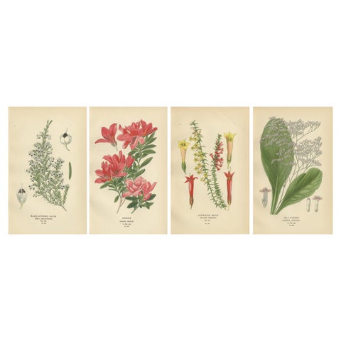 1897 Antique Botanical Prints, Azalea, Heath Varieties and Sea Lavender