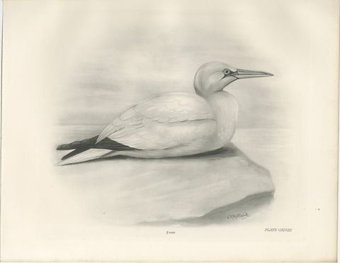 Gannet, Antique Bird Print after Lilian Medland, circa 1909, view 2