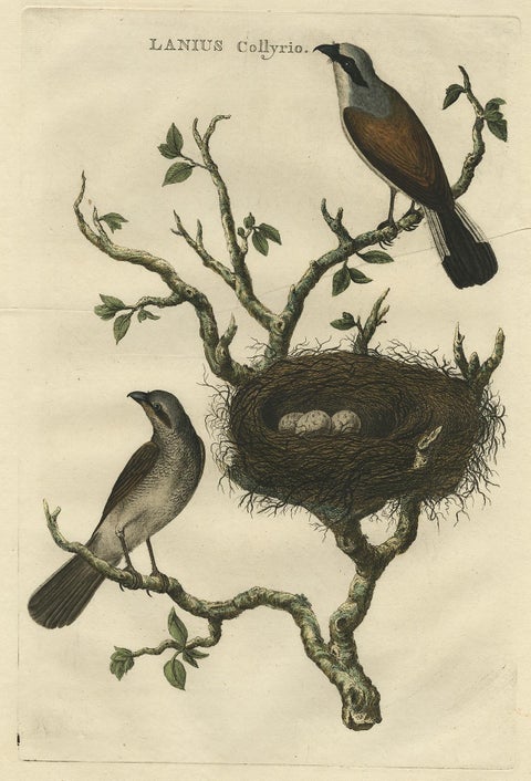 Antique Hand-Colored Engraving of Red-Backed Shrike, 18th Century, view 4
