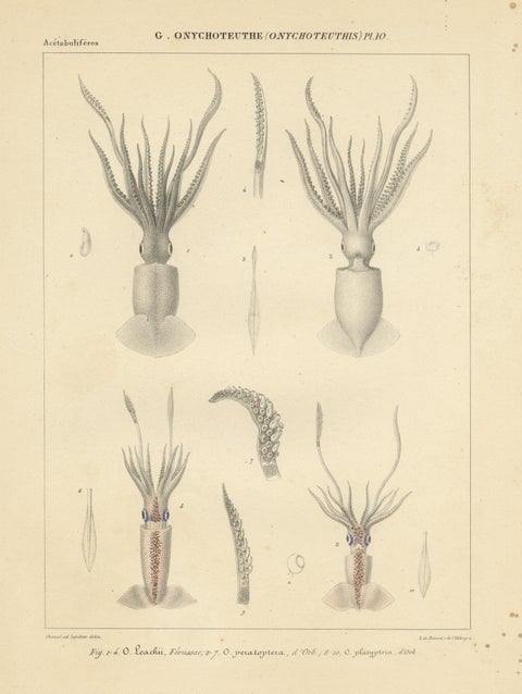 Antique Print of Onychoteuthis Squid species, view 3