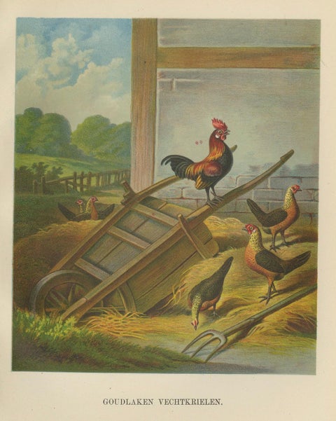 The Lively Golden Bantam Game Fowl - A Rare 19th Century Poultry Lithograph, close-up 5