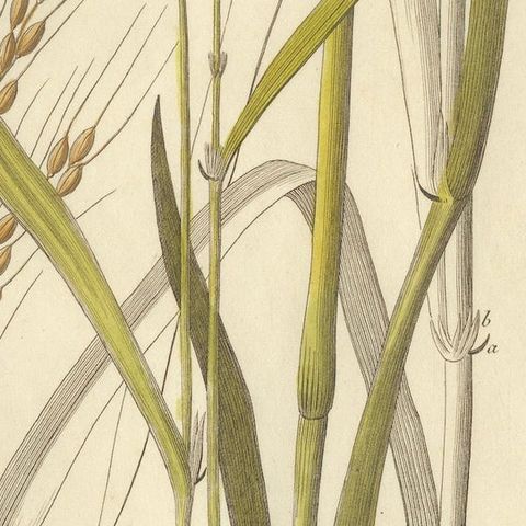 Antique Rice Botanical Print, Oryza Sativa, Hand Colored, c.1831, close-up 5