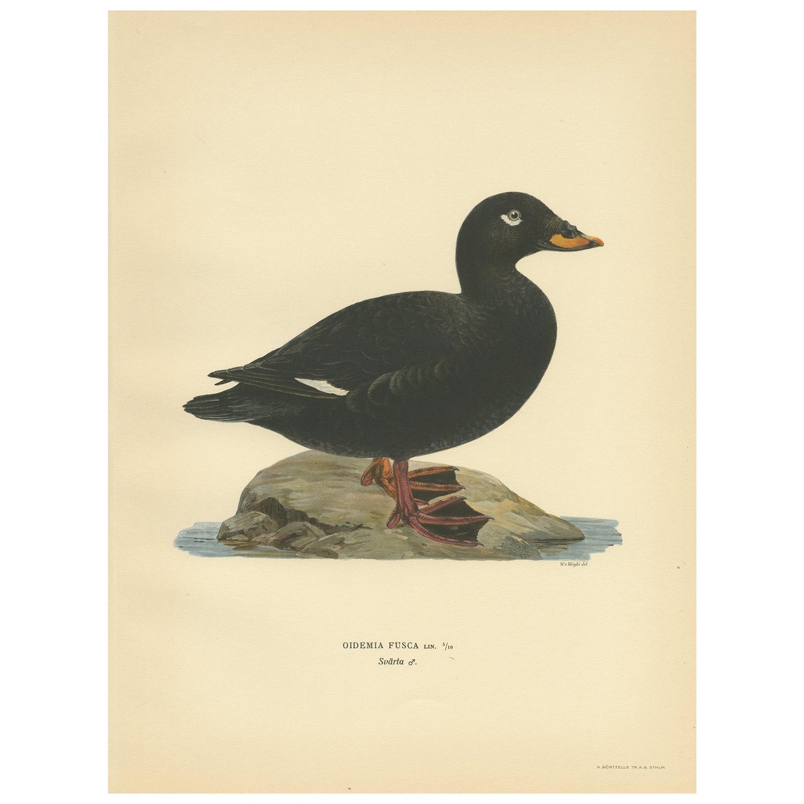 Antique Bird Print of a Male Velvet Scoter by Von Wright '1929'
