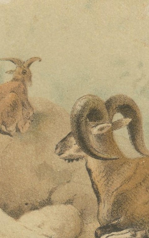 Bharal (Blue Sheep), Antique Himalayan Wildlife Chromolithograph, 1894, view 4