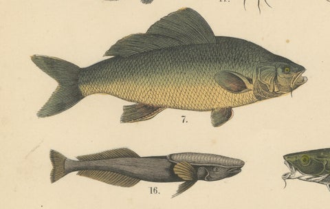 Freshwater Fish Print: Pike, Catfish, Eel, Trout, Antique 1867, close-up 4