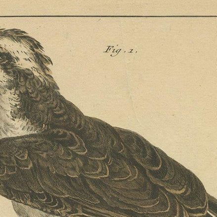 Antique Print of Birds of Prey by Vangelisti, c.1820, close-up 1