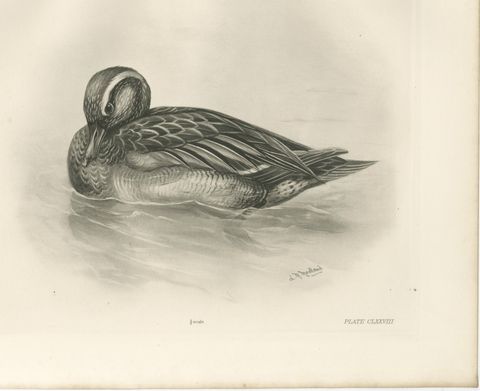 Duck Preening, Antique Bird Print after Lilian Medland, circa 1909