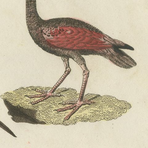 Scarlet Ibis and Other Ibises, Antique Bertuch Print, Vienna, circa 1812, close-up 4