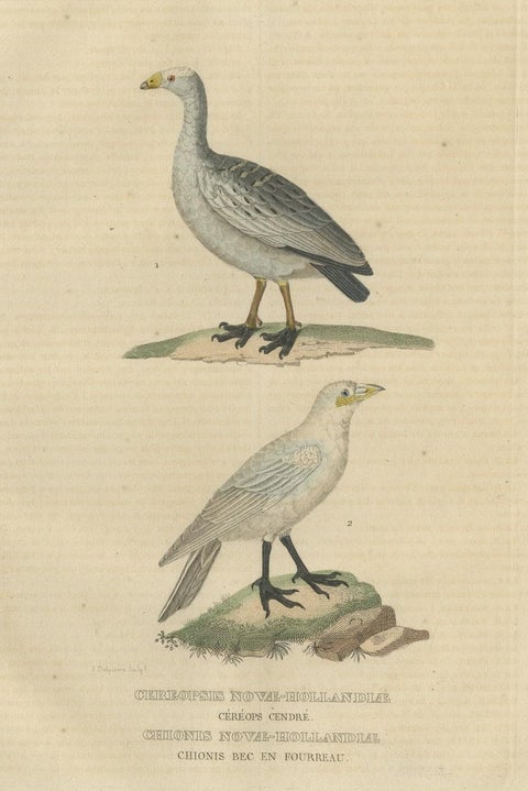 Old Hand-Colored Bird Print of the Cape Barren Goose and the Snowy Sheathbill, close-up 2