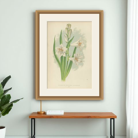 Paradise Lily (Anthericum liliastrum), Hand-Coloured Botanical Print, 1874, shown framed on a wall