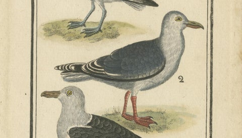 Three Gull Species, Hand-Colored Buffon Bird Engraving, Original 18th Century, close-up 2