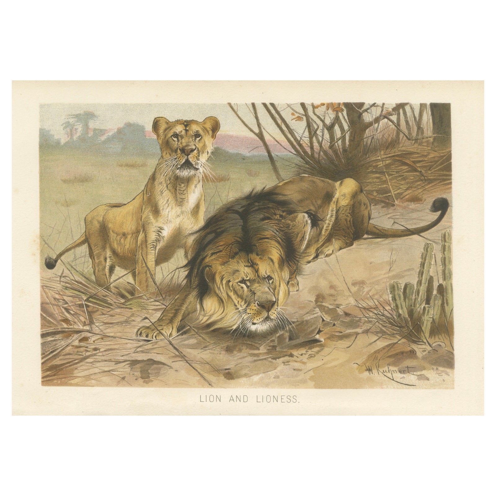 Lion and Lioness, Antique Big Cat Print, Victorian Natural History 1894