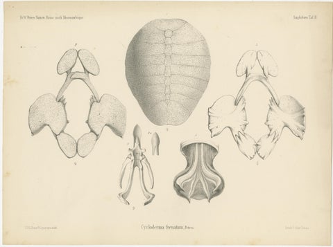 Antique Print of the Zambezi Flapshell Turtle, view 2