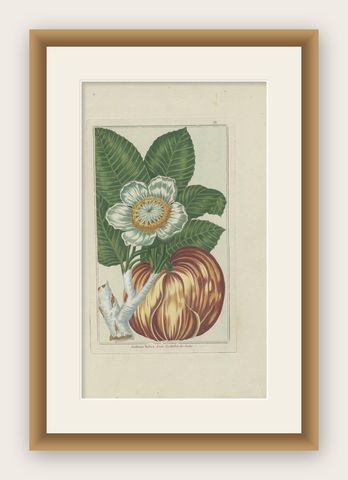 Antique Botany Print of Dillenia Indica by Buchoz, circa 1785, shown framed