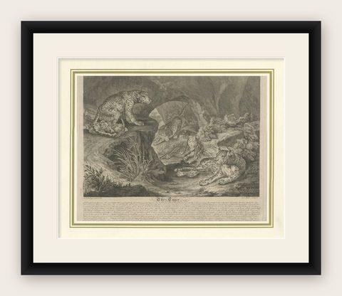 Antique Print of Leopards by J.S. Müller, 1794, shown framed