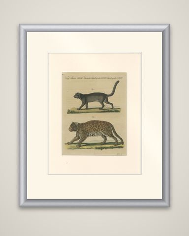 Antique Jaguar & Jaguarundi Engraving, Bertuch, 1813, shown framed