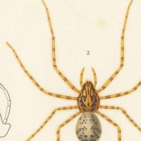 Antique Print of the Black Tunnelweb Spider and Spitting Spider, close-up 1
