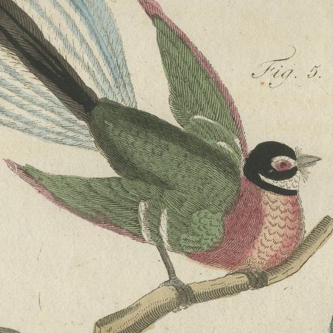 Five Exotic Birds, Antique Bertuch Print, Vienna, circa 1805, close-up 3