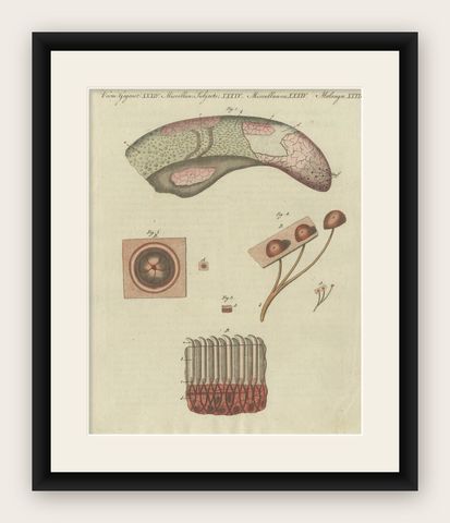 Antique Print of the Examination of a Beef Tongue of a Cow, shown framed