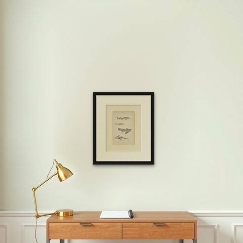 Pl. 15 Antique Print of Various Fishes by Richardson, circa 1860, shown framed on a wall