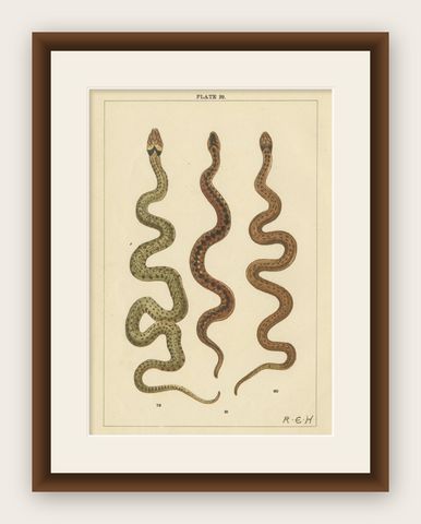 Antique Print of Three Snakes, shown framed