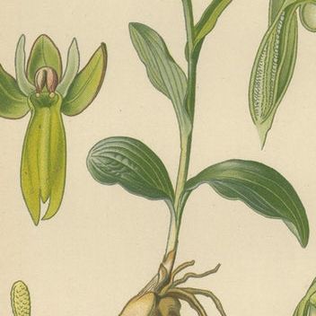 Floral Symphony: Müller's 1904 Botanical Illustrations, close-up 1