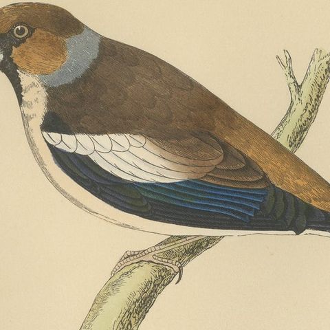 Antique Bird Print of Hawfinch, close-up 2