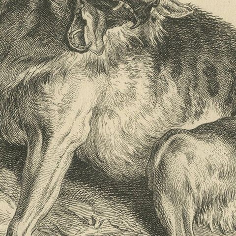 Trapped Wolf: A Detailed Etching - circa 1740, close-up 6